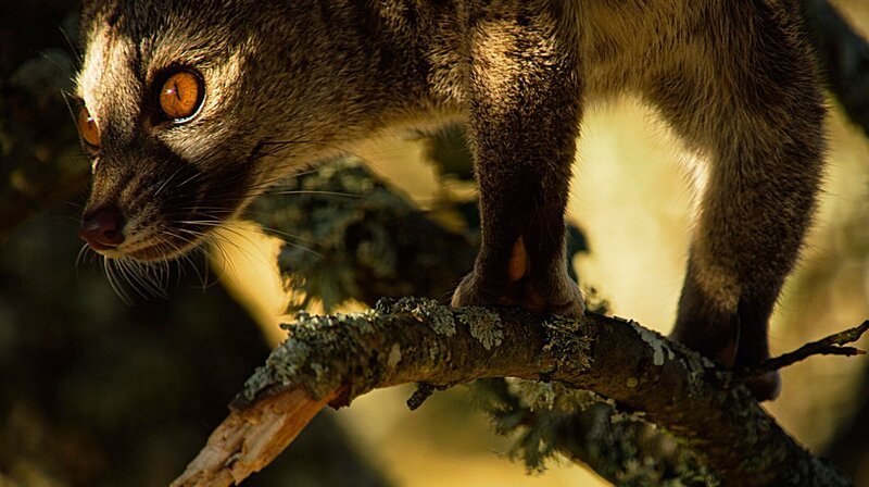 Die Ginsterkatze ist ein geschickter Kletterer. Trotz ihres Namens ist sie näher mit Hyänen als mit Katzen verwandt. – Bild: WDR/​Light & Shadow GmbH