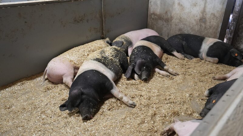 Im Schweinestall der Zukunft müssen die Tiere nicht mehr in ihren eigenen Fäkalien liegen. – Bild: ServusTV /​ Bilderfest