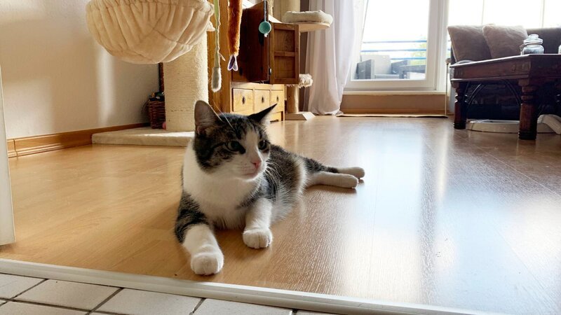 Katzen haben sich dem Menschen vor circa 9000 Jahren freiwillig angeschlossen. – Bild: MDR/Jennifer Gunia Katzen haben sich dem Menschen vor circa 9000 Jahren freiwillig angeschlossen. – Bild: MDR/Jennifer Gunia