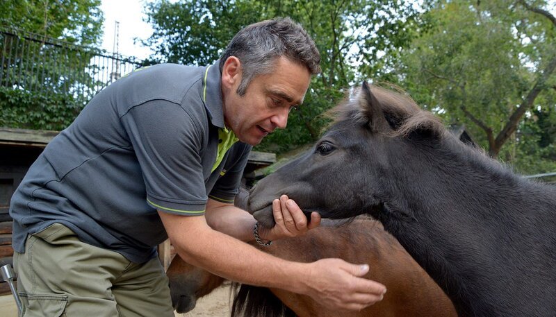 Tierpfleger Mario Barabasz möchte mit Shetland-Pony Renate auf große Erkundungstour durch den Zoo. – Bild: rbb/​Thomas Ernst