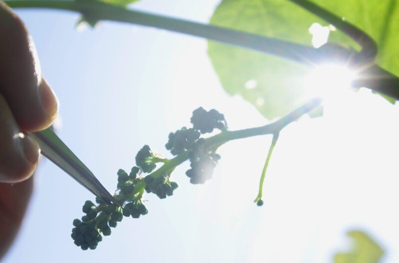 Der Klimawandel verändert die Weinwelt: Winzer:innen und Wissenschaftler:innen suchen nach neuen Wegen. – Bild: SWR Der Klimawandel verändert die Weinwelt: Winzer:innen und Wissenschaftler:innen suchen nach neuen Wegen. – Bild: SWR