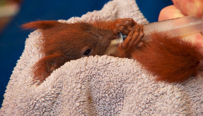 Junges Eichhörnchen wird gefüttert. – Bild: rbb