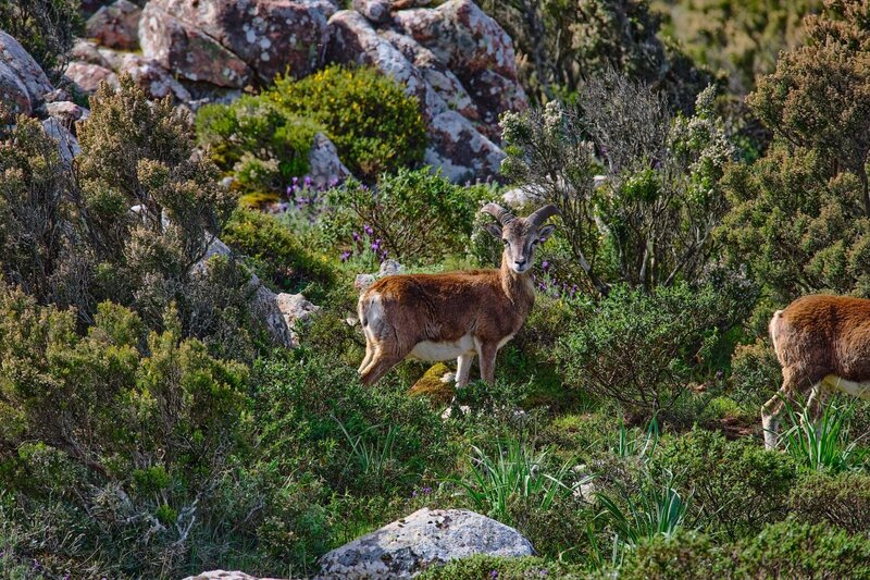 Sardinien - Arche aus Stein – Bild: ORF/​pre tv