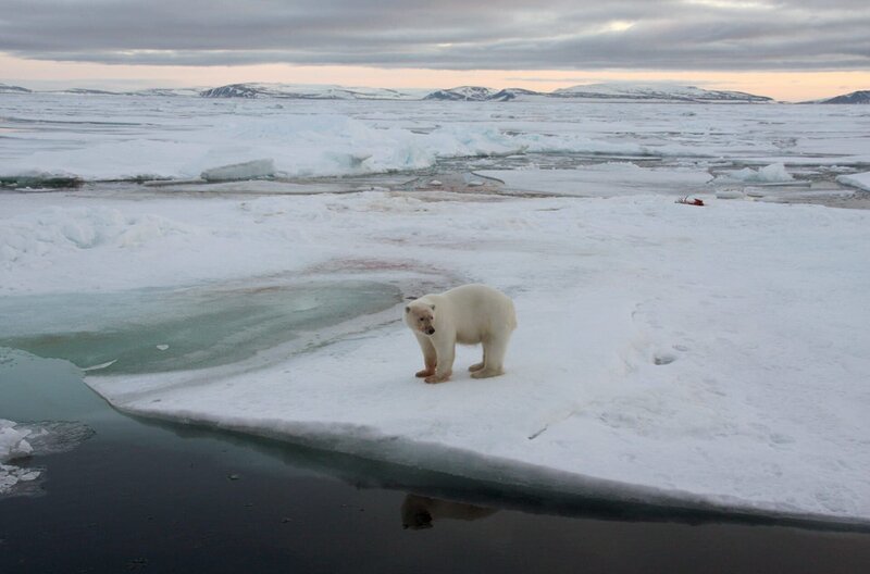 Eisbären jagen am liebsten auf dem Packeis. Doch der Klimawandel macht es ihnen schwer. – Bild: Andreas Kieling /​ Eisbären sind ein Wunder der Natur. Dank ihrer schwarzen, Wärme absorbierenden Haut und ihres dichten Fells überleben sie in der brutalen Kälte der Arktis.