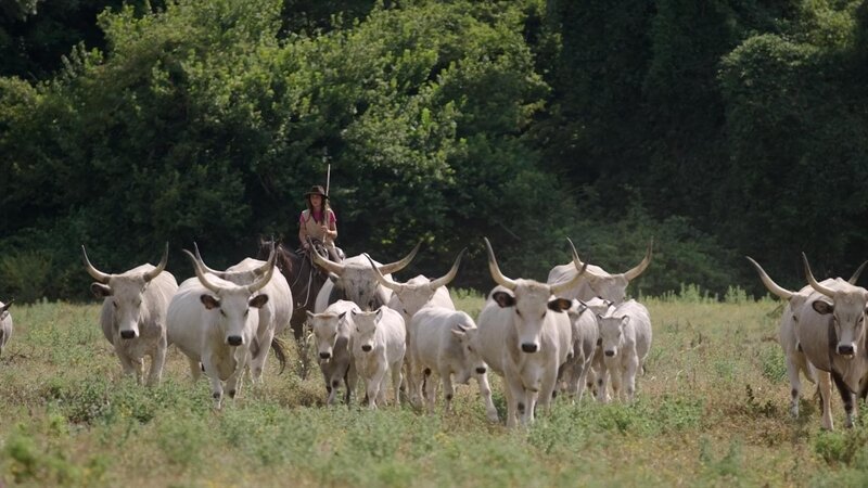 Ständig muss Ginevra bei der Überführung der Herde aufpassen, dass keine Rinder weglaufen und verloren gehen oder Spannung zwischen den Tieren entsteht. – Bild: SWR/​Christian Marohl