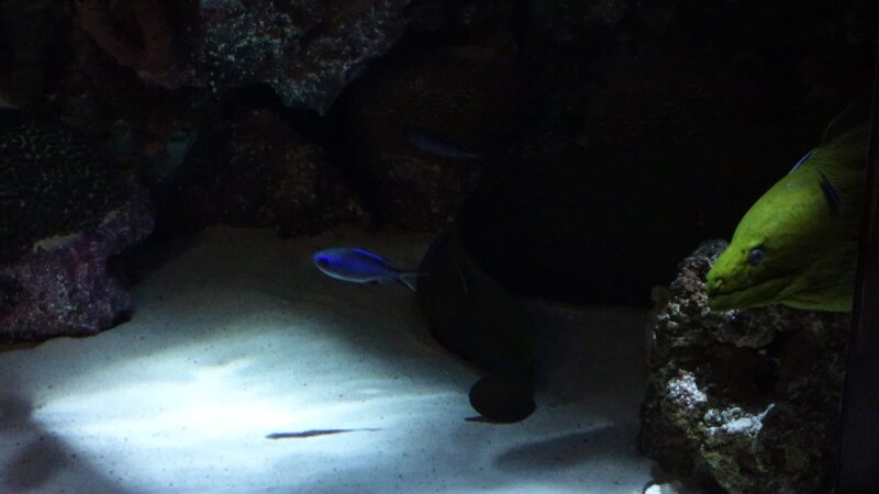 Moray Eel – Bild: Animal Planet /​ Discovery Communications, LLC