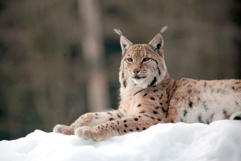 Der Schwarzwald - Wildnis mit Aussicht – Bild: WDR/​NDR/​Klaus Weißmann
