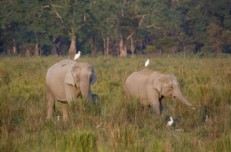 Für Kuhreiher sind die Rücken von Elefanten ideale Startplätze bei der Futtersuche. So auch im indischen Kaziranga-Nationalpark. – Bild: Andreas Kieling /​ Für Kuhreiher sind die Rücken von Elefanten ideale Startplätze bei der Futtersuche. So auch im indischen Kaziranga-Nationalpark.