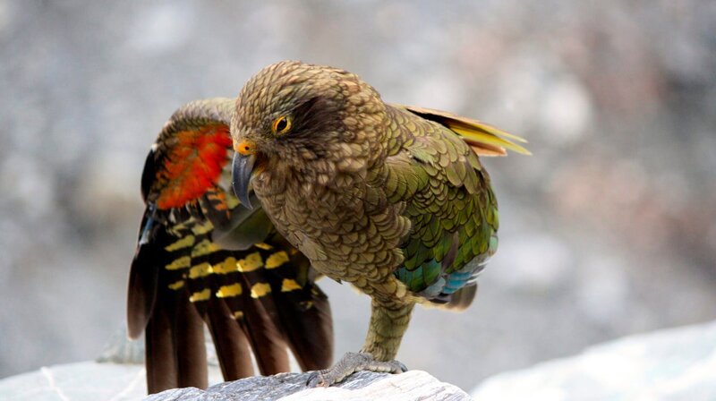 Der Kea gehört zu den neugierigsten Vögeln der Welt. – Bild: PHOENIX/​ZDF/​Kay Siering