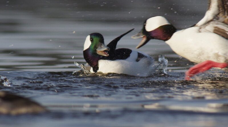 Die wunderbare Welt der Enten – Bild: BR/​WDR/​Terra Mater