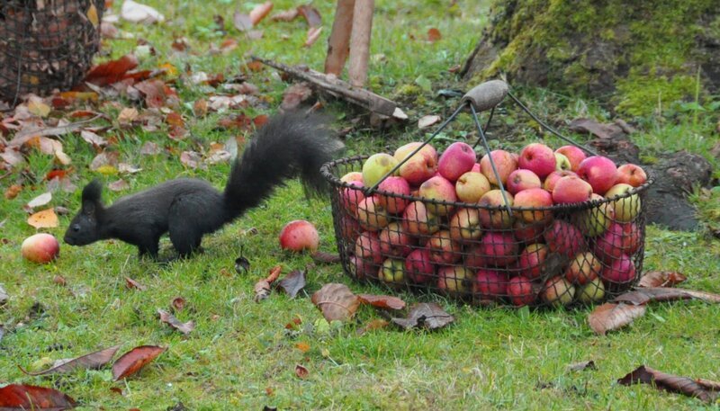1.500 Apfelsorten wachsen noch in deutschen Gärten, aber es werden immer weniger. – Bild: NDR/​NDR/​nautilusfilm