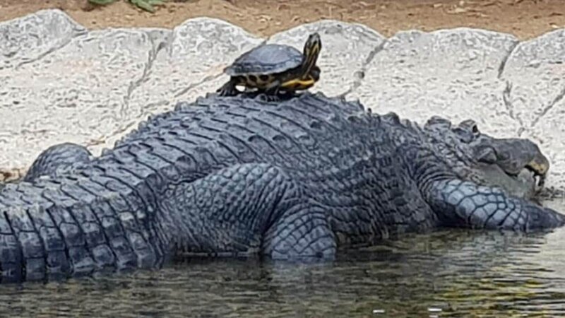Alligator – Bild: RTL /​ © Greenhills Media