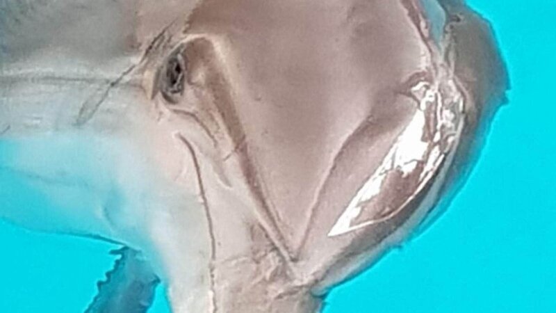 Das Auge von Delfin Ulysses muss untersucht werden. – Bild: RTL /​ © Greenhills Media