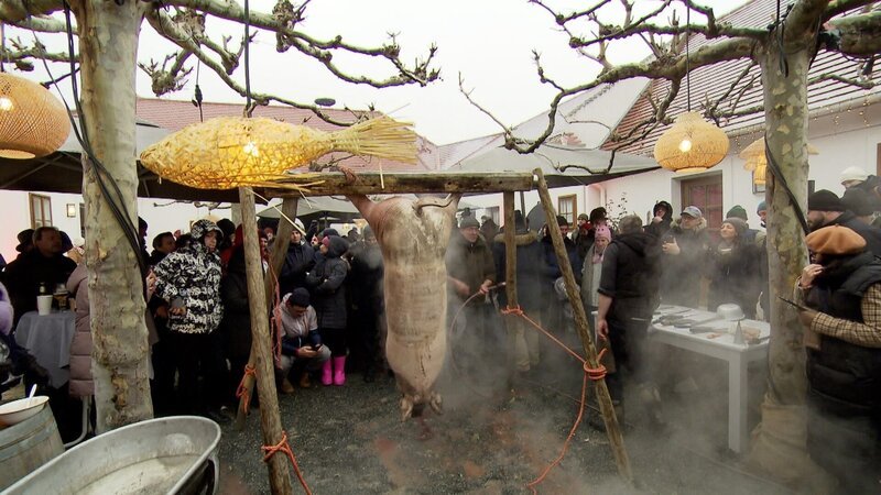 Max Stiegl veranstaltet im Burgenland regelmäßig Sautänze. Bei der alten Tradition wird ein Schwein geschlachtet und vom Rüssel bis zum Ringelschwanz verkocht. – Bild: ORF