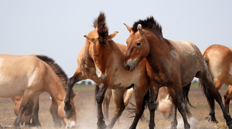 Zwei Przewalski-Pferd Hengste rennen los, mal sehen wer der Schnellere ist. – Bild: BR/​DocLights GmbH/​NDR/​Wildtales Productions/​Attila Szilágyi