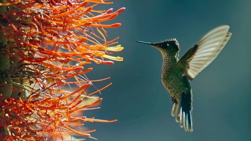 Kolibris können in Wüsten leben, wenn sie dort ausreichend Blüten finden. – Bild: ZDF und Paul Williams./​Paul Williams
