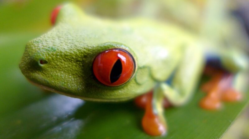 Red-eyed tree frog – Bild: BR/​DocLights GmbH/​NDR