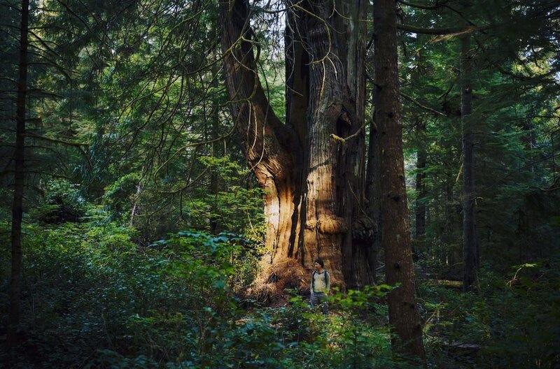 Der Aktivist Ken Wu vor einem ganz besonderen Wächter des Waldes: dem kanadischen Riesenlebensbaum – Bild: Jeremy Frey /​ © Jeremy Frey