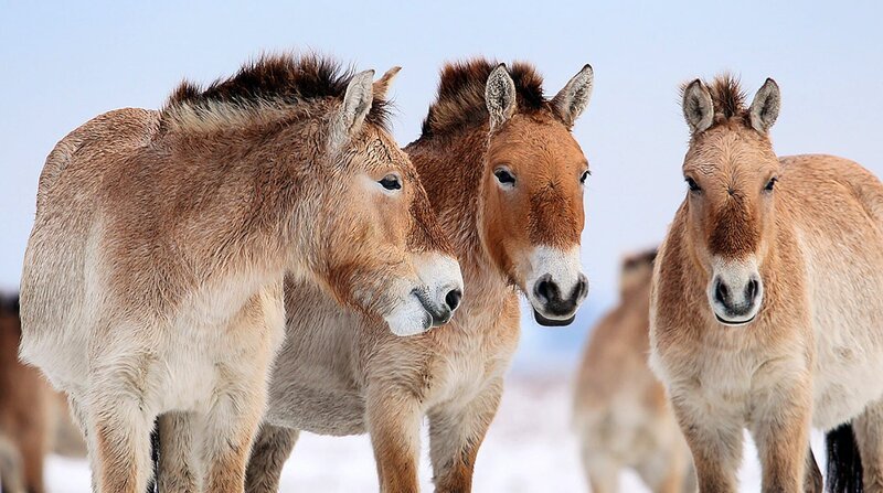 Im Winter lassen sich die Przewalski-Pferde ein dickes Winterfell wachsen. – Bild: BR/DocLights GmbH/NDR/Wildtales Productions/Attila Szilágyi Im Winter lassen sich die Przewalski-Pferde ein dickes Winterfell wachsen. – Bild: BR/DocLights GmbH/NDR/Wildtales Productions/Attila Szilágyi