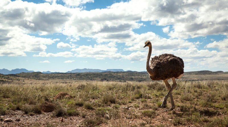 Der afrikanische Strauß ist der größte Vogel der Welt. – Bild: ZDF und NDR/​Doclights/​Michael Riegler.