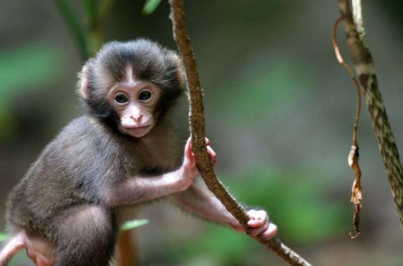 Ein ein Monate alter Baby-Makaken Affe. – Bild: phoenix/​ZDF/​BBC