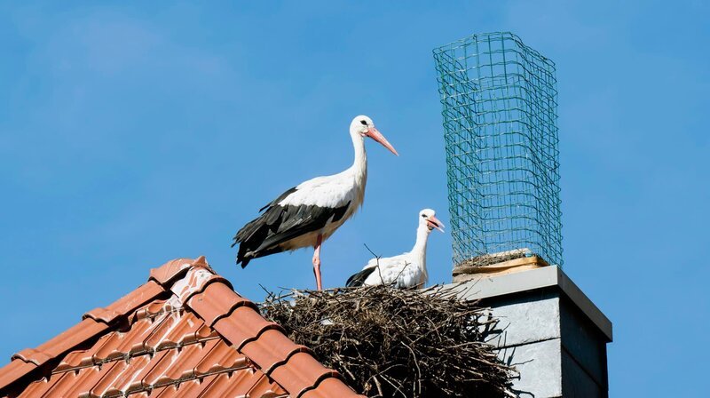 Störche im Nest auf dem Dach von Hof Bremehr. – Bild: NDR/​WDR/​Melanie Grande