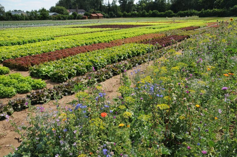Blütenstreifen auf den Versuchsflächen der Bayerischen Landesanstalt für Gartenbau in Bamberg. – Bild: Sabrina Nitsche / BR Blütenstreifen auf den Versuchsflächen der Bayerischen Landesanstalt für Gartenbau in Bamberg. – Bild: Sabrina Nitsche / BR