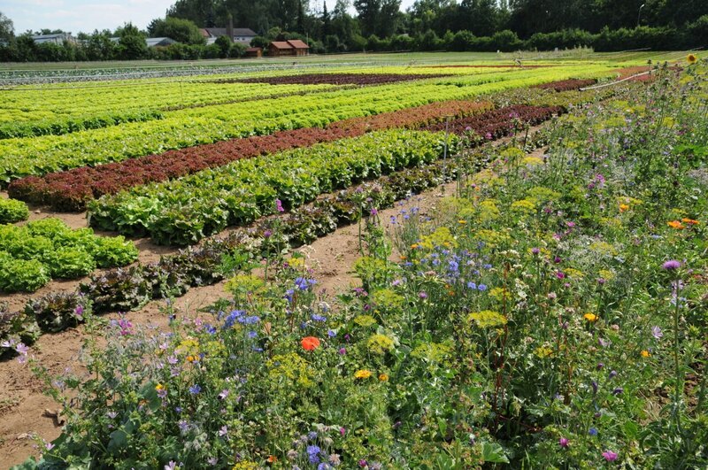 Blütenstreifen auf den Versuchsflächen der Bayerischen Landesanstalt für Gartenbau in Bamberg. – Bild: Sabrina Nitsche /​ BR /​ BR/​Sabrina Nitsche