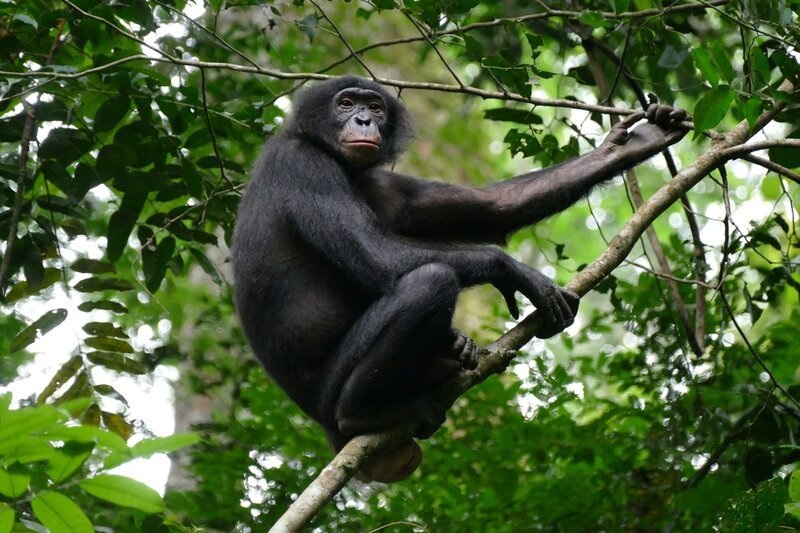 Die Bonobos leben in den tropischen Regenwäldern nahe des Kongo. Der Fluss grenzt sie auch von ihren Verwandten ab, den Schimpansen. – Bild: BR/​Markus Schmidbauer