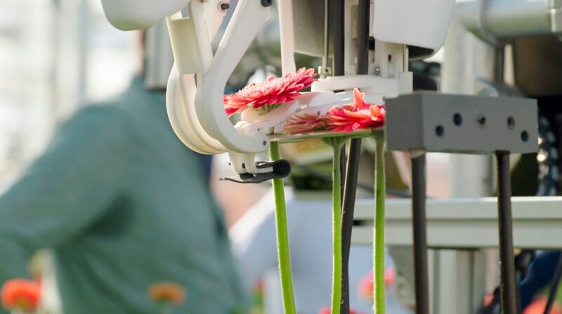 Wo stehen wir in Europa 2040? Zu den Herausforderungen der Zukunft zählt der Fachkräftemangel. An der Universität Wageningen wird daher der Einsatz von Ernterobotern erforscht, die z. B. selbstständig Gerbera-Blumen ernten. – Bild: SWR