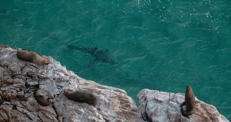 Der Weiße Hai patrouilliert im Wasser unter einer boomenden Robbenkolonie, während die Seehunde des Kapfells von oben zuschauen – Bild: Earth Touch /​ National Geographic