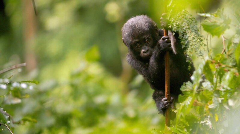 Junger Berggorilla im Bwindi-Wald in Uganda – Bild: phoenix/MDR/IN ONE MEDIA Junger Berggorilla im Bwindi-Wald in Uganda – Bild: phoenix/MDR/IN ONE MEDIA