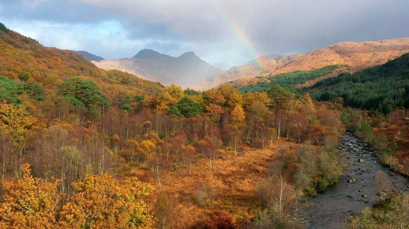 Der Herbst färbt die typischen Eichenwälder an der Westküste Schottlands. – Bild: phoenix/​ZDF/​NHNZ Ltd.