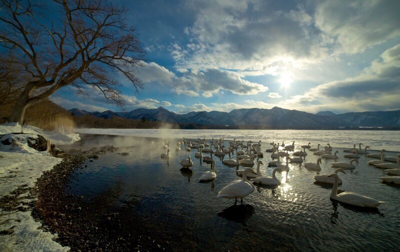 Singschwäne sammeln sich in den eisfreien Thermalbecken am Kussharo-See in Hokkaido. – Bild: Phoenix