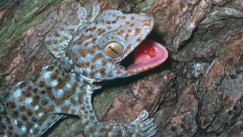 UNSPECIFIED – CIRCA 2002: Tokay Gecko (Gecko Gecko), Gekkonidae. (Photo by DeAgostini/​Getty Images) – Bild: DEA PICTURE LIBRARY /​ De Agostini via Getty Images /​ GettyImages-154726857