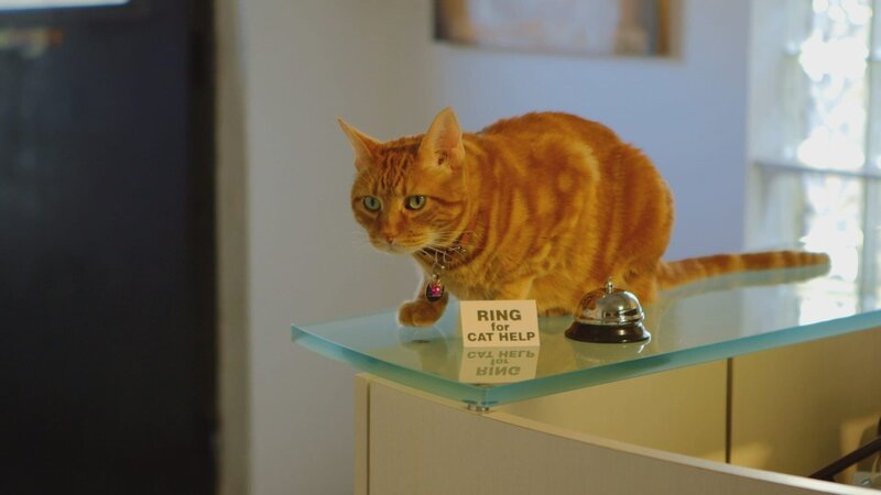 Cat is on a counter. – Bild: Discovery Communications