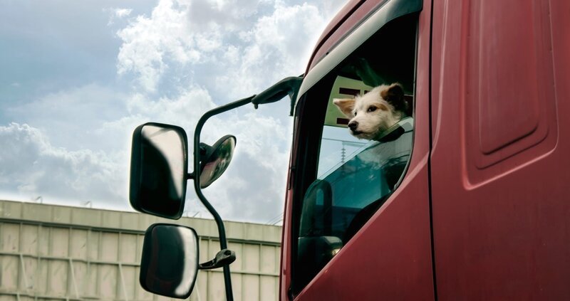 Reisende Hund auf dem Weg zu neuen Reise mit LKW Auto. – Bild: Shutterstock /​ Shutterstock /​ Copyright (c) 2020 MR.Yanukit/​Shutterstock. No use without permission.