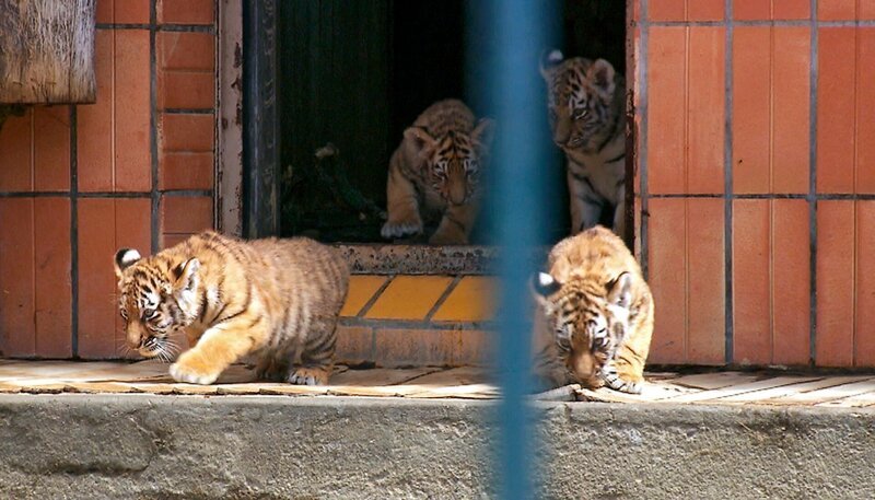 Die vier sibirischen Tigerkinder sind jetzt neun Wochen alt und dürfen zum ersten Mal mit Mutter Aurora ins Außengehege des Tierparks. – Bild: rbb/​Dokfilm