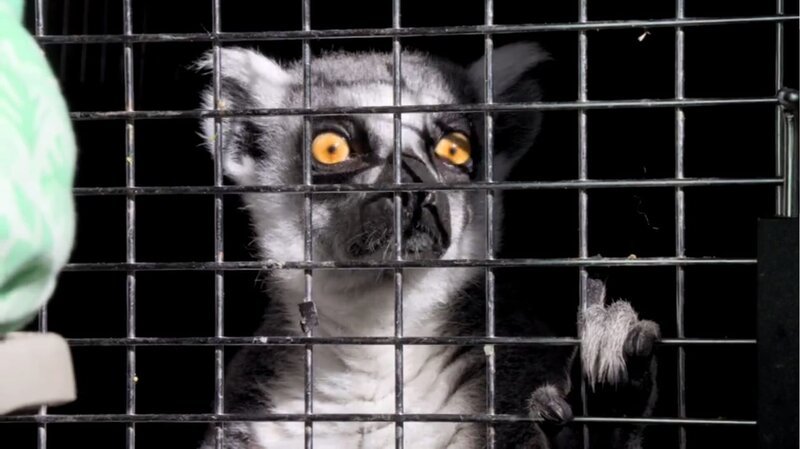 The Australia Zoo are getting seven new lemurs from Georgia, USA. – Bild: Tanja Bachetzky /​Animal Planet