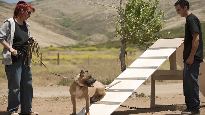 Tia Maria Torres talks with her adopted son Kinani about dog training before having Johnny Danger, a rescue pit bull, check out the a-frame that Kinani built as part of an agility training and confidence building exercise at Torres’ Villalobos Rescue Center. – Bild: Discovery Communications
