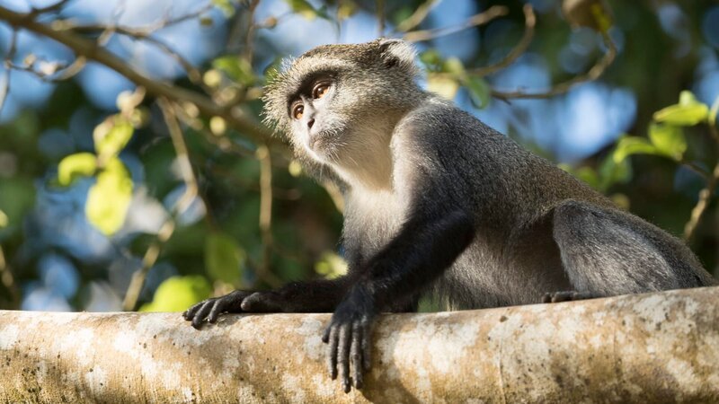A Sykes’ monkey looks down from a high branch in the sunshine. – Bild: Animal Planet /​ Discovery Communications