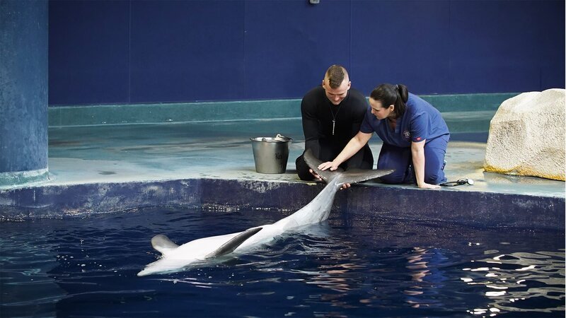 Dolphin with Staff – Bild: Warner Bros. Discovery