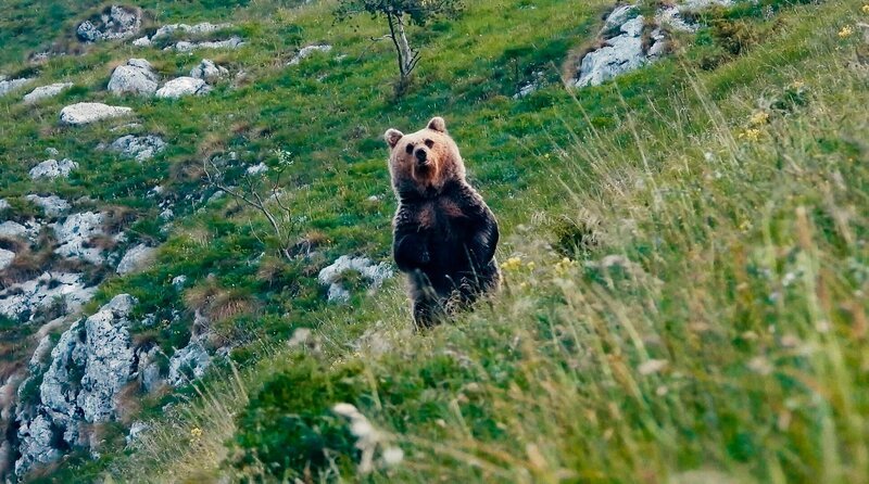 Vor 25 Jahren wurden im Trentino 10 Bären ausgesetzt. Heute leben dort über 100. Niemand hatte damit gerechnet, dass sich die Bären dort so wohl fühlen und sich so schnell vermehren würden. Weiteres Bildmaterial finden Sie unter www.br-foto.de. – Bild: BR/​Beetz Brothers Film Production/​Miramonte Film/​Oreste Forno