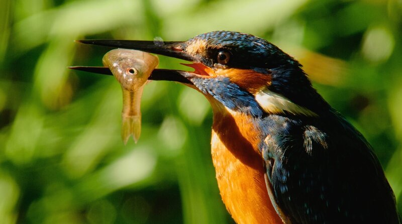 Um erfolgreich Beute zu machen benötigen Eisvögel klares, sauberes Wasser, denn sie jagen auf Sicht. – Bild: WDR/​Light & Shadow GmbH/​Christian Baumeister