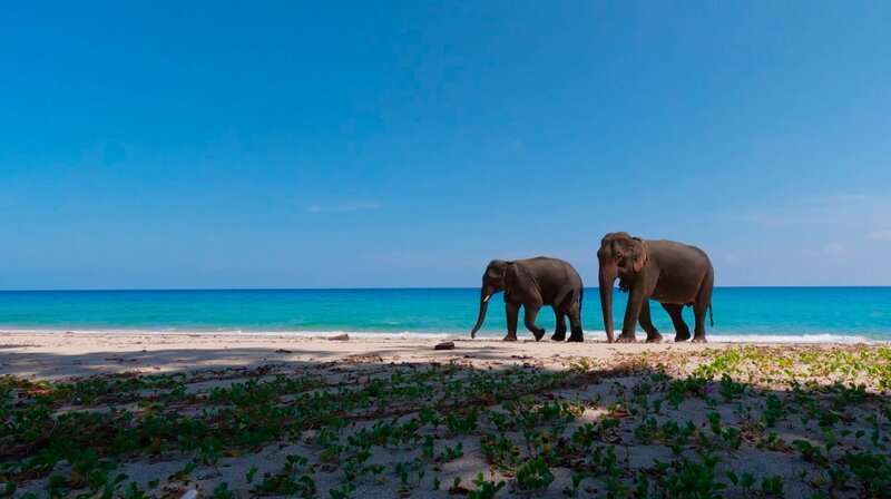 Eine Elefantenkuh mit ihrem jungem Elefantenbullen am Strand. – Bild: Les Films d’Ici/​BR/​Philippe Gautier