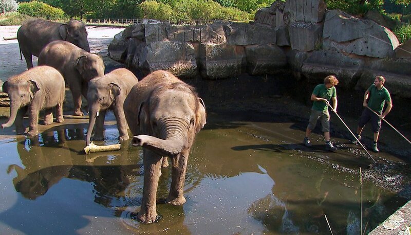 Großreinemachen im Elefantenrevier des Tierparks. – Bild: rbb/​Dokfilm