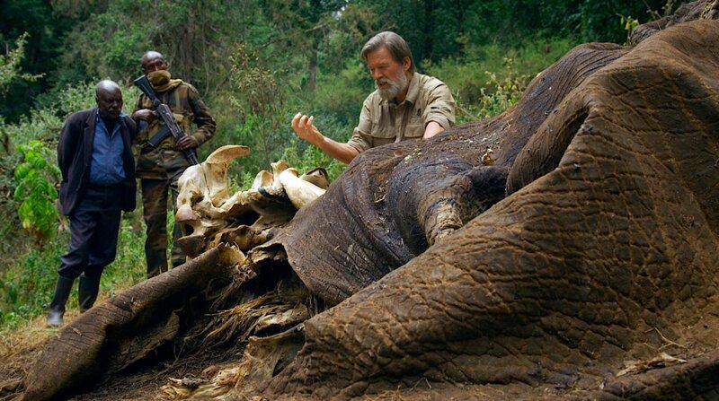 Tief bewegt untersucht Ian Redmond einen Elefantenkadaver, der von Elfenbeinjägern erschossen wurde. Weiteres Bildmaterial finden Sie unter www.br-foto.de. – Bild: ZDF und BR/​Robert Sigl/​Text + Bild Medienproduktion.