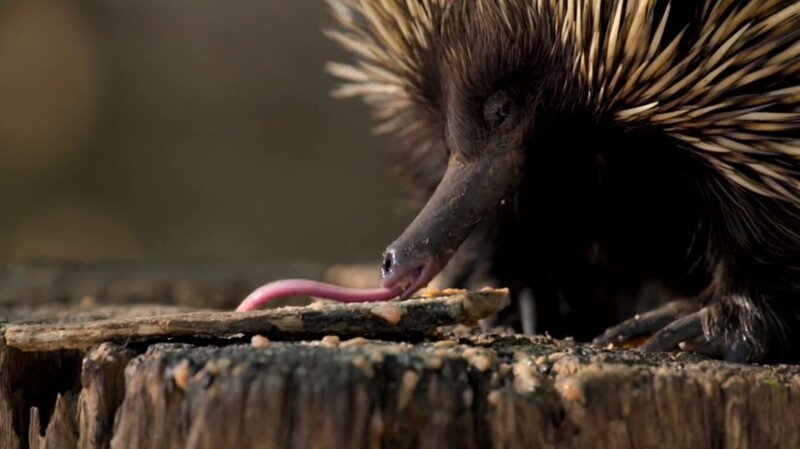 Hedgehog. – Bild: Tanja Bachetzky /​ Animal Planet