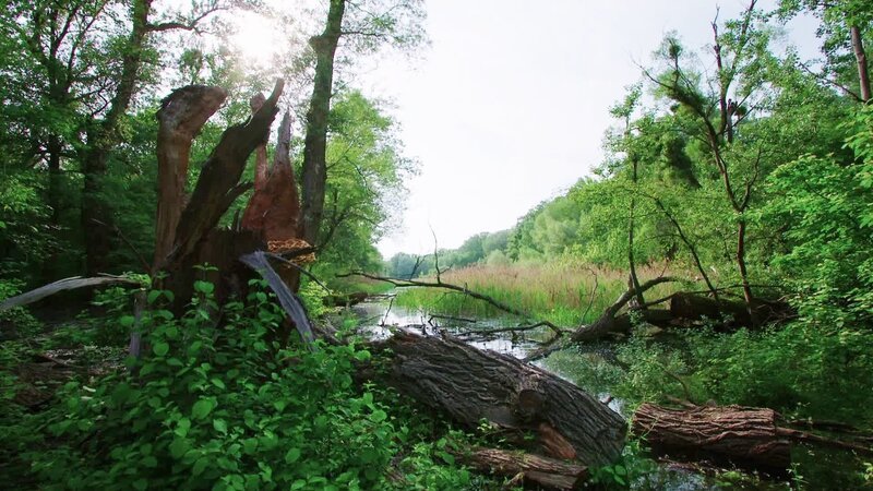Aulandschaft. – Bild: ORF/ORF-Wien Aulandschaft. – Bild: ORF/ORF-Wien