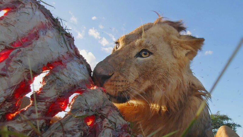 Löwen sind die größten Landraubtiere Afrikas und jagen vor allem große Pflanzenfresser. – Bild: ZDF und John Downer./​John Downer